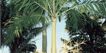 VEITCHIA ARECINA EXOTIC MEDIUM TO TALL PINNATE SUN PALM