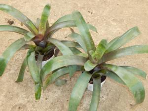 VRIESEA HIEROGLYPHICA