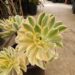 BLACK ROSE, STARBURST AND OTHERS AEONIUM ARBOREUM