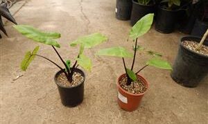 ALOCASIA BLACK STEM AKA DARK STEM VERY DARK STEMS AND LEAF VEINS
