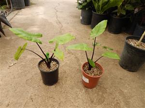 ALOCASIA BLACK STEM AKA DARK STEM VERY DARK STEMS AND LEAF VEINS