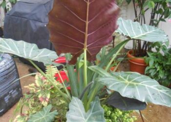 ALOCASIA MAYAN MASK GREEN EXOTIC WITH UPRIGHT GREEN LEAVES PURPLE ON THE UNDERSIDES