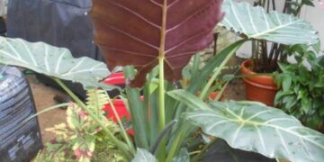 ALOCASIA MAYAN MASK GREEN EXOTIC WITH UPRIGHT GREEN LEAVES PURPLE ON THE UNDERSIDES