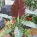 ALOCASIA MAYAN MASK GREEN EXOTIC WITH UPRIGHT GREEN LEAVES PURPLE ON THE UNDERSIDES