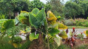 ALOCASIA SUMO HYBRID ALOCASIA – EXOTIC WITH SOME COLD HARDINESS