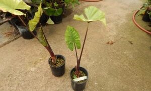 ALOCASIA SUMO HYBRID ALOCASIA – EXOTIC WITH REASONABLE COLD HARDINESS