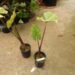 ALOCASIA SUMO HYBRID ALOCASIA – EXOTIC WITH REASONABLE COLD HARDINESS