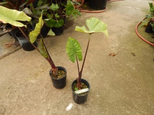 ALOCASIA SUMO HYBRID ALOCASIA – EXOTIC WITH REASONABLE COLD HARDINESS