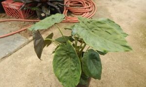ALOCASIA WENTII SEMI-DWARF TROPICAL ELEPHANT EAR PLANT