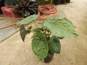 ALOCASIA WENTII SEMI-DWARF TROPICAL ELEPHANT EAR PLANT