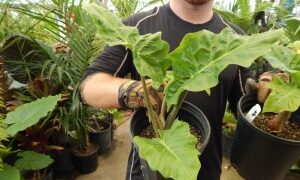 ALOCASIA LOW RIDER TRUE DWARF GREEN HYBRID