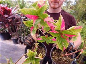 ALTERNATHEA PARTYTIME DWARF COLORFUL SPECIES