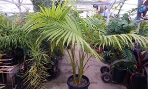 ARCHONTOPHOENIX BEATRICAE RARE VARIETY OF THE KING PALM