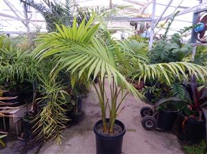 ARCHONTOPHOENIX BEATRICAE RARE VARIETY OF THE KING PALM