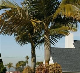 ARCHONTOPHOENIX PURPUREA THE PURPLE CROWN SHAFT KING PALM