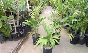 ARCHONTOPHOENIX “TERACARPA” THE BEST KING PALM EVER!