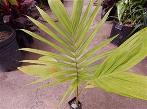 ARCHONTOPHOENIX “TERACARPA” THE BEST KING PALM EVER!