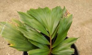 ARENGA AUSTRALASICA THE AUSTRALIAN ARENGA PALM