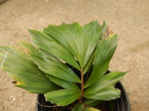 ARENGA AUSTRALASICA THE AUSTRALIAN ARENGA PALM