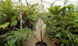 ARENGA ENGLERI SUCKERING COLD HARDY PALM FROM JAPAN AND TAIWAN