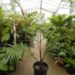 ARENGA ENGLERI SUCKERING COLD HARDY PALM FROM JAPAN AND TAIWAN