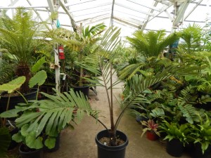 ARENGA ENGLERI SUCKERING COLD HARDY PALM FROM JAPAN AND TAIWAN