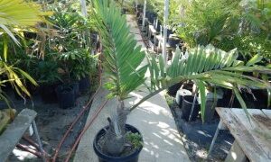 ARENGA MICRANTHA LARGE SUCKERING PINNATE PALM FROM INDIA THAT TOLERATES SIGNIFICANT COLD