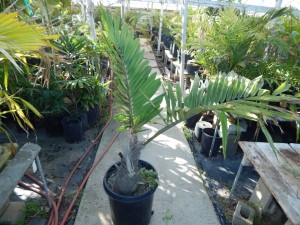 ARENGA MICRANTHA LARGE SUCKERING PINNATE PALM FROM INDIA THAT TOLERATES SIGNIFICANT COLD