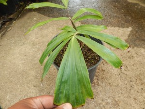 ARENGA PINNATA THE SUGAR PALM