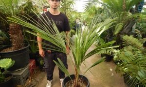 BECCARIOPHOENIX ALFREDII THE MADAGASCAR PLATEAU COCONUT PALM