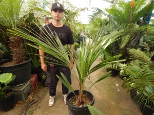 BECCARIOPHOENIX ALFREDII THE MADAGASCAR PLATEAU COCONUT PALM