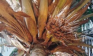BECCARIOPHOENIX ALFREDII THE MADAGASCAR PLATEAU COCONUT PALM