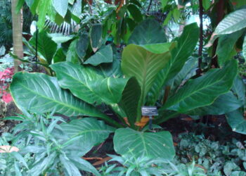 BIRDS NEST ANTHURIUM ANTHURIUM HOOKERI THE PERFECT COMPANION PLANT