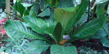 BIRDS NEST ANTHURIUM ANTHURIUM HOOKERI THE PERFECT COMPANION PLANT