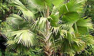 BISMARCKIA SPECIES MAYOTTE ISLAND THE RARE GREEN BISMARCKIA YOU NEVER SEE THEM AVAILABLE