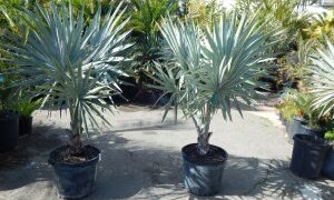 BISMARCKIA NOBILIS BLUE SINGLE TRUNK FAN PALM FROM MADAGASCAR