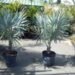 BISMARCKIA NOBILIS BLUE SINGLE TRUNK FAN PALM FROM MADAGASCAR