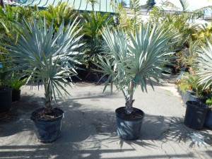 BISMARCKIA NOBILIS BLUE SINGLE TRUNK FAN PALM FROM MADAGASCAR