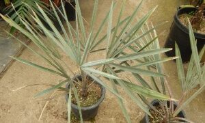 BISMARCKIA NOBILIS BLUE SINGLE TRUNK FAN PALM FROM MADAGASCAR