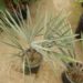 BISMARCKIA NOBILIS BLUE SINGLE TRUNK FAN PALM FROM MADAGASCAR