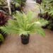 BLECHNUM GIBBUM FERN”MINIATURE TREE FERN”