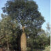 BRACHYCHITON RUPESTRIS INTERESTING THICK TRUNK TROPICAL TREE