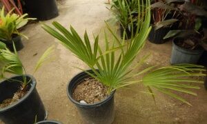 BRAHEA DECUMBENS DWARF, BLUE, SUCKERING SUN FAN PALM