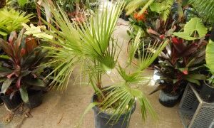 BRAHEA ELEGANS THE FRANCESHI PALM