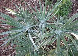 BRAHEA MOOREI AVAILABLE THE DWARF ROCK PALM