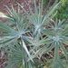 BRAHEA MOOREI AVAILABLE THE DWARF ROCK PALM