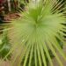 BRAHEA NITIDA NEAR COMPLETELY CIRCULAR FLAT GREEN LEAF NATIVE TO MEXICO