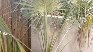 BRAHEA CLARA BLUE SINGLE TRUNK FAN PALM FROM SONORA, MEXICO