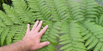 AUSTRALIAN TREE FERN CYATHEA COOPERI