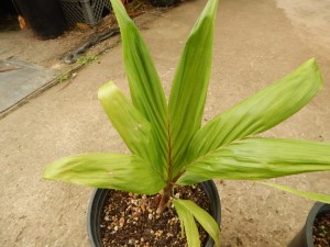 BURRETIOKENTIA HAPALA AN EXOTIC NEW CALEDONIAN PALM FOR SOUTHERN CALIFORNIA